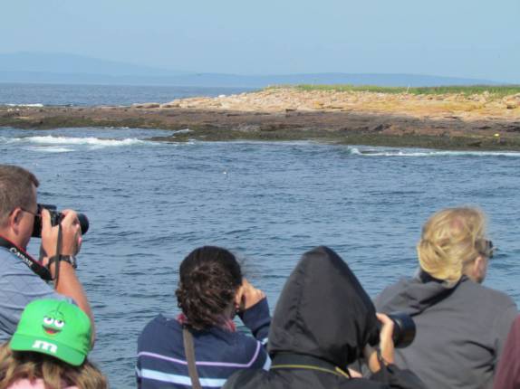 Observando Puffins em ilhota no Acadia National Park, no Maine, nos Estados Unidos